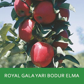 Tuplu Asili Bol Verimli Yari Bodur Scarlet Spur Elma Fidani